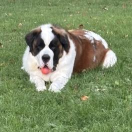 Enlarge Tiny, a Adoptable Saint Bernard in Crystal, MN image 3/4