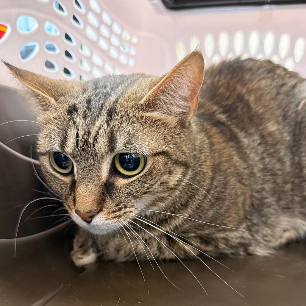 Enlarge Coco, a Adoptable mixed breed in Troy, VA image 1/5