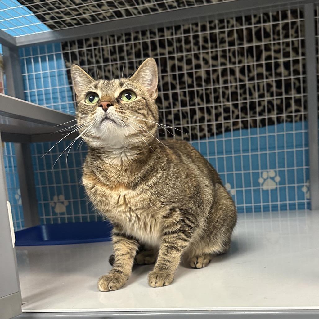 Enlarge Coco, a Adoptable mixed breed in Troy, VA image 2/5