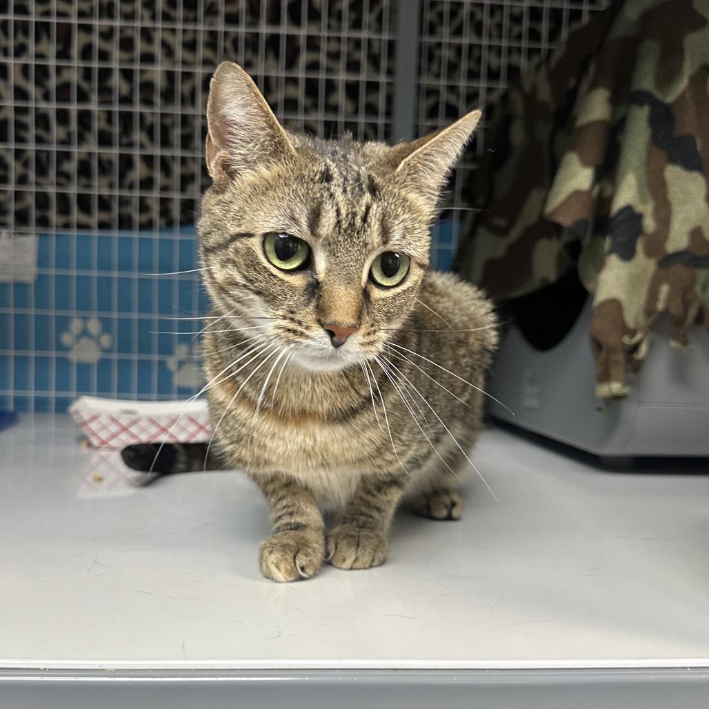 Enlarge Coco, a Adoptable mixed breed in Troy, VA image 3/5