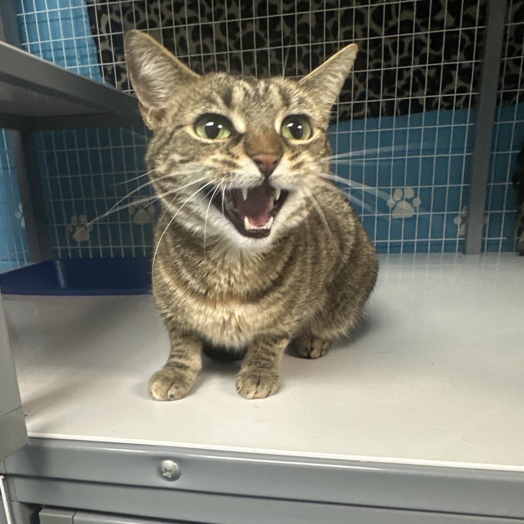 Enlarge Coco, a Adoptable mixed breed in Troy, VA image 4/5