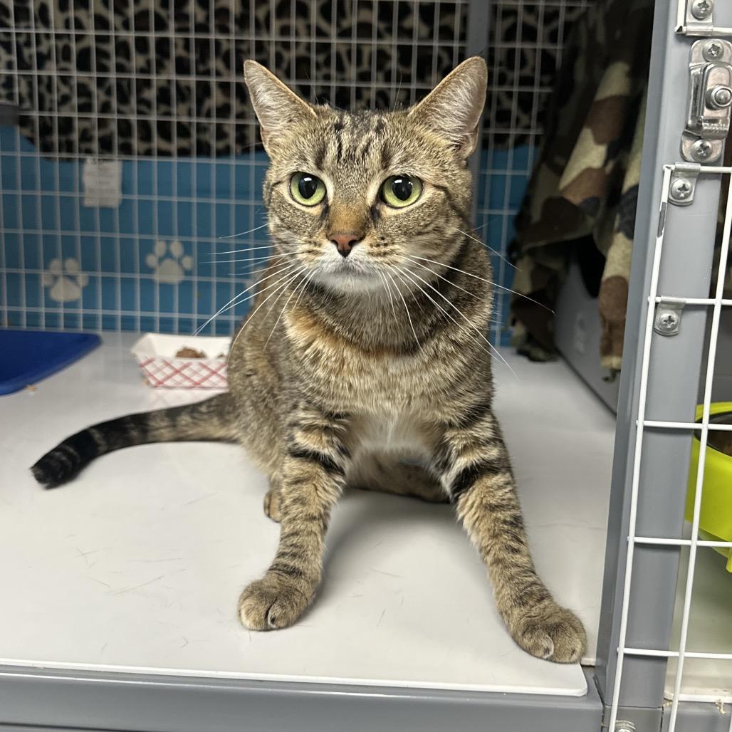 Enlarge Coco, a Adoptable mixed breed in Troy, VA image 5/5