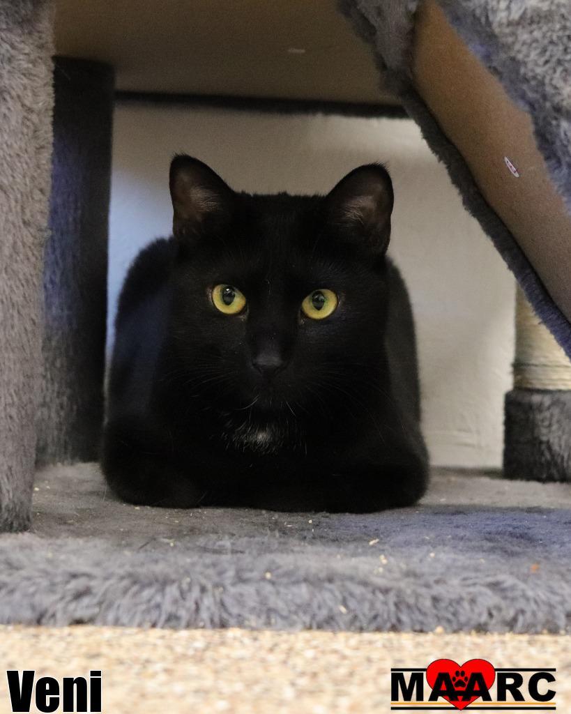 Veni, Adoptable, Young Female Domestic Short Hair.