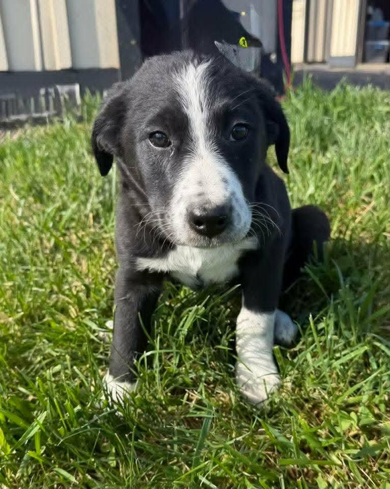 Penne, Adoptable, Puppy Female Bernese Mountain Dog.