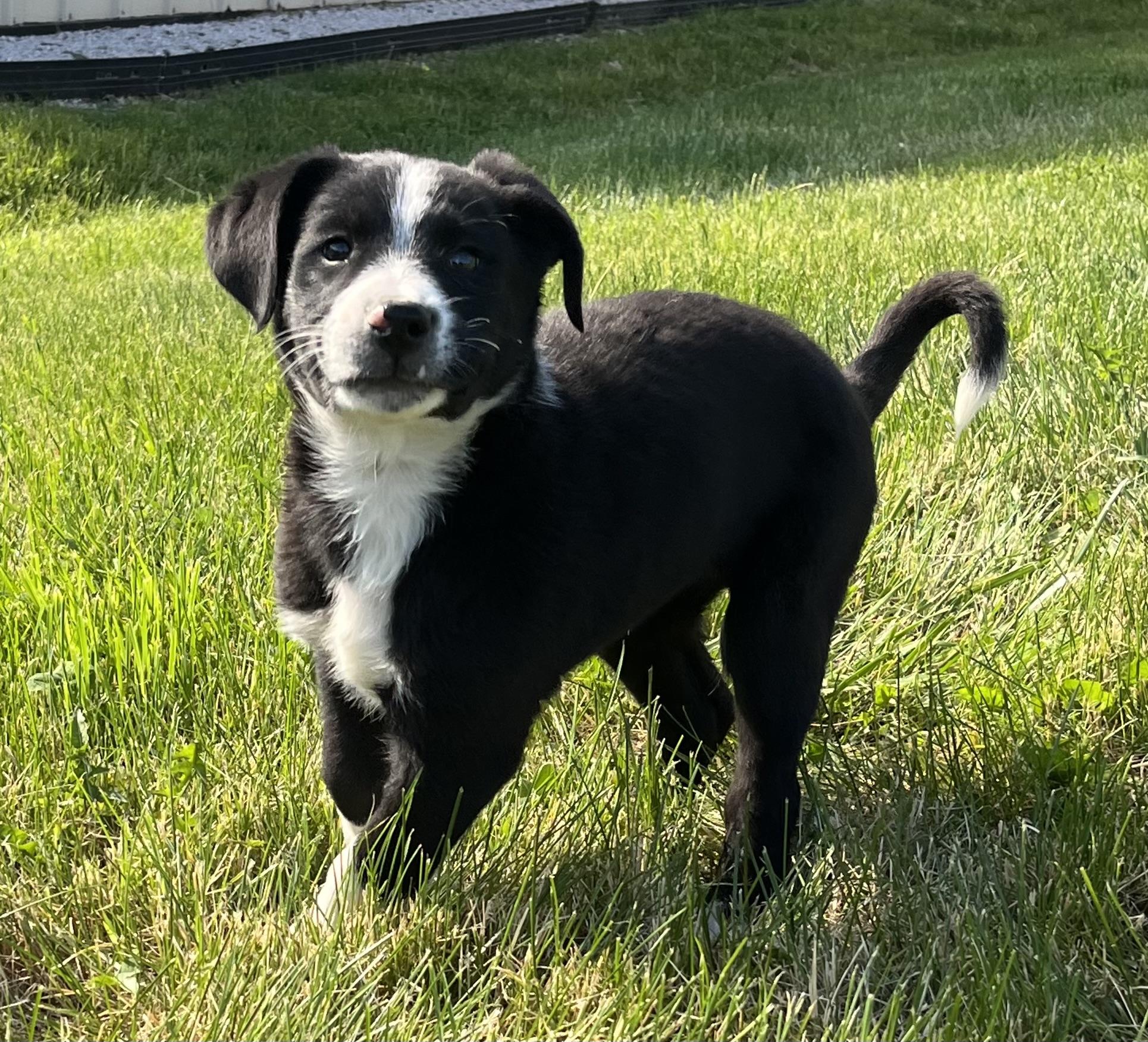 Enlarge Penne, a Adoptable mixed breed in Havertown, PA image 2/2