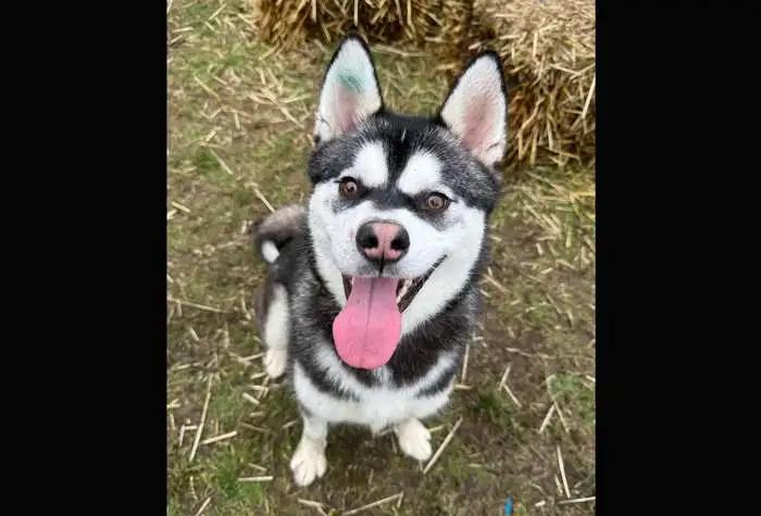 Kiwi, a ADOPTABLE mixed breed in Coupeville, WA image 3/3