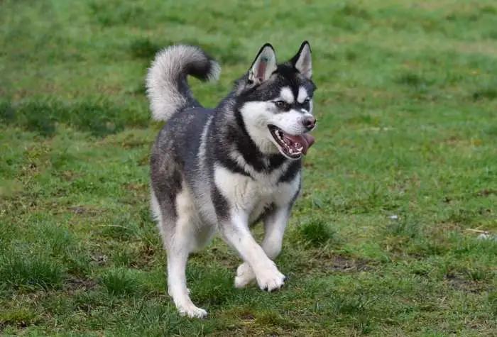 Kiwi, a ADOPTABLE mixed breed in Coupeville, WA image 2/3