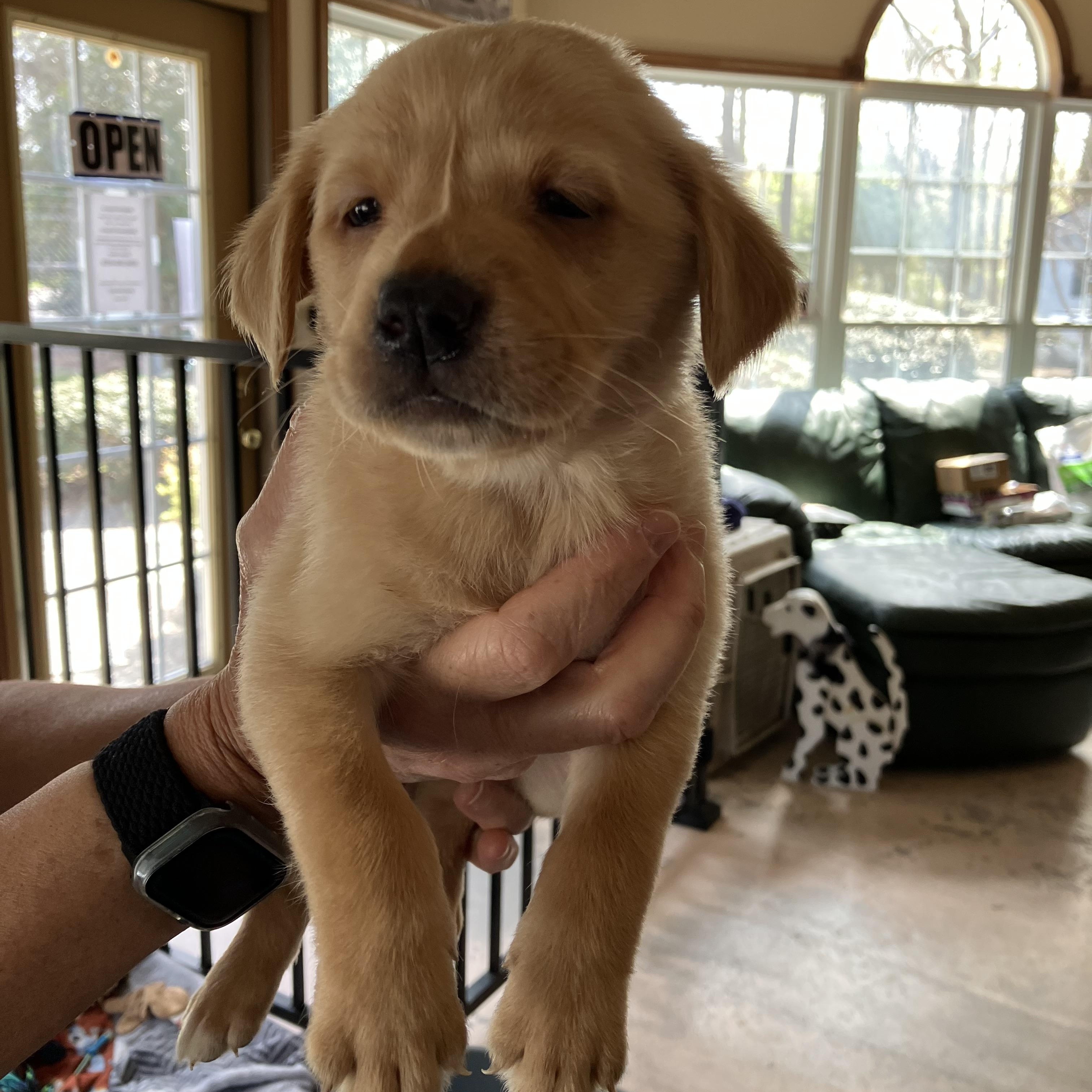 Enlarge BILLY JOEL, a ADOPTABLE mixed breed in Heathsville, VA image 1/2