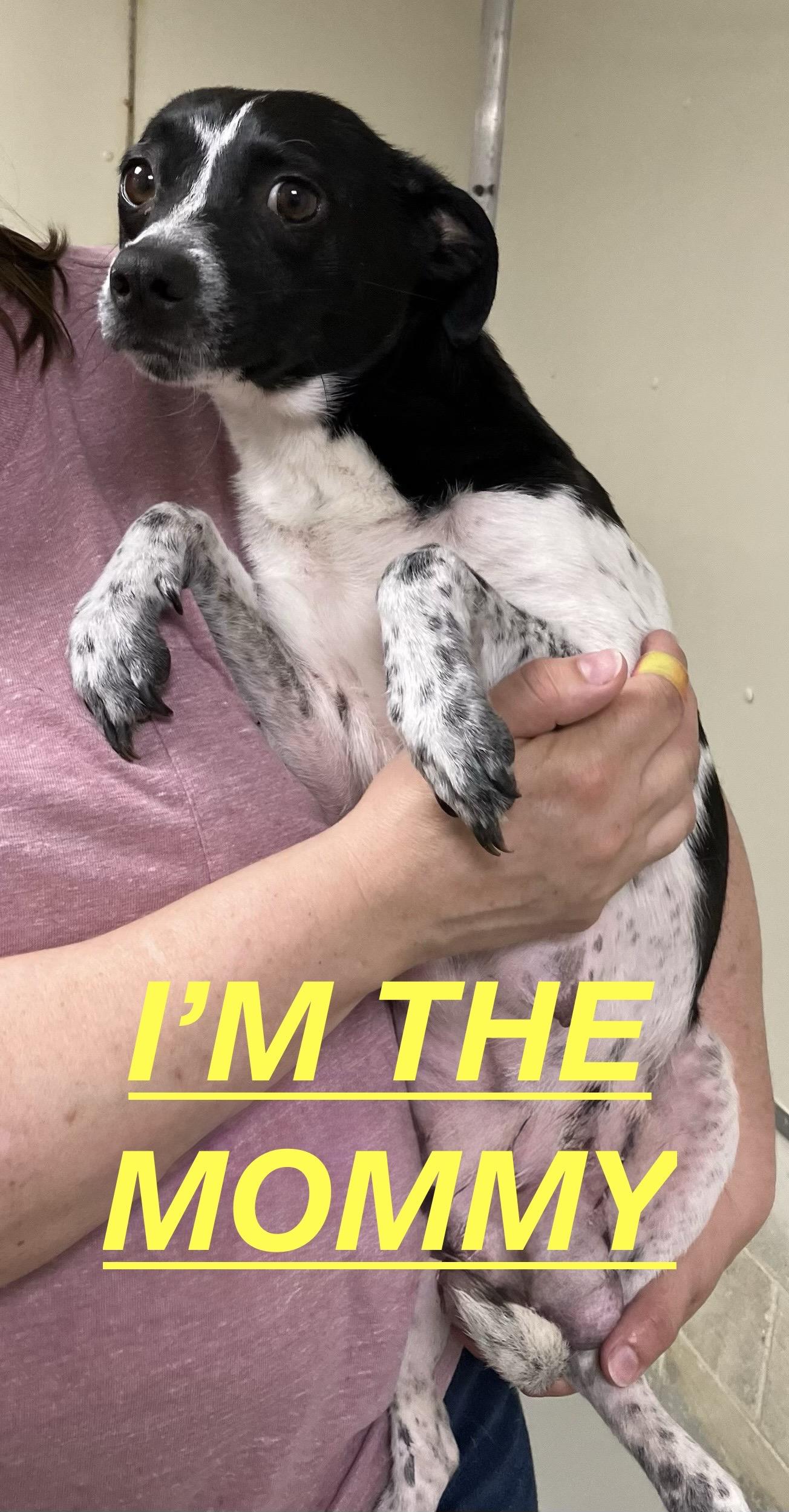 Enlarge BILLY JOEL, a ADOPTABLE mixed breed in Heathsville, VA image 2/2