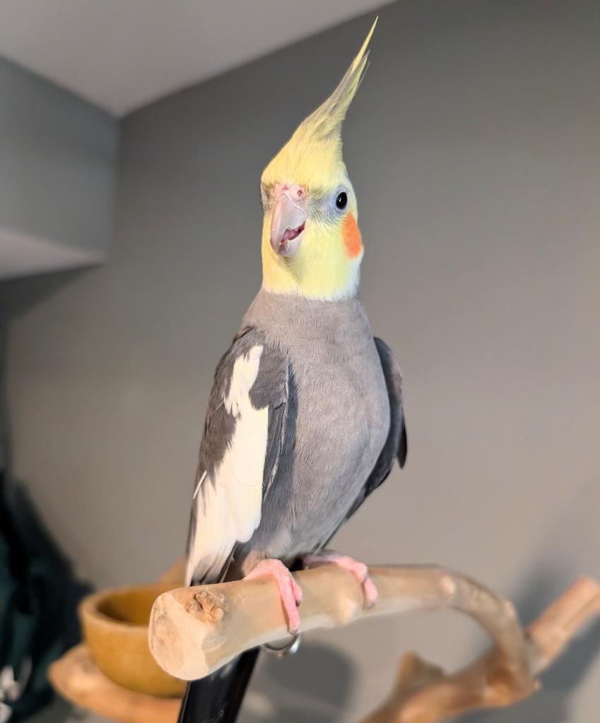 Hawk, Adoptable, Adult Male Cockatiel.
