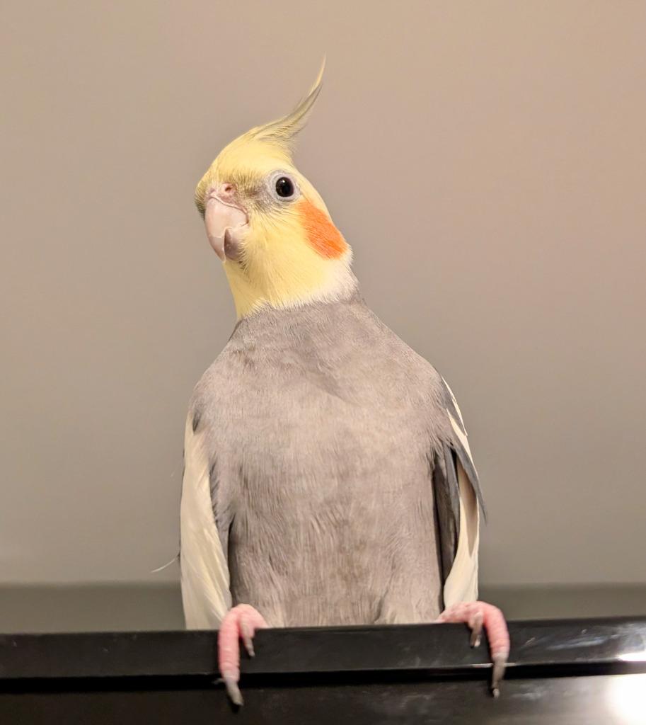 Enlarge Hawk, a Adoptable Cockatiel in Ballwin, MO image 2/6