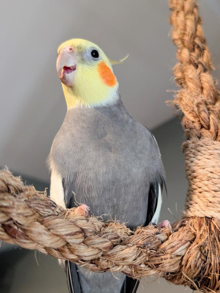 Enlarge Hawk, a Adoptable Cockatiel in Ballwin, MO image 3/6