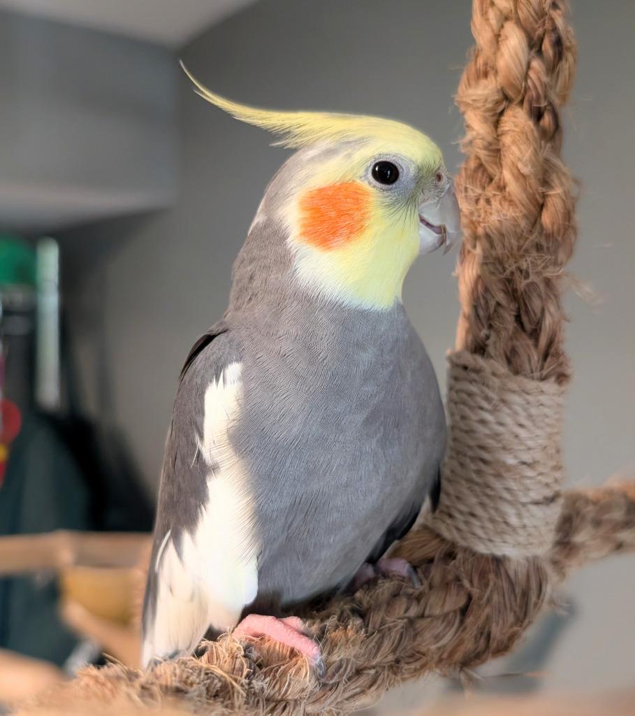 Enlarge Hawk, a Adoptable Cockatiel in Ballwin, MO image 4/6