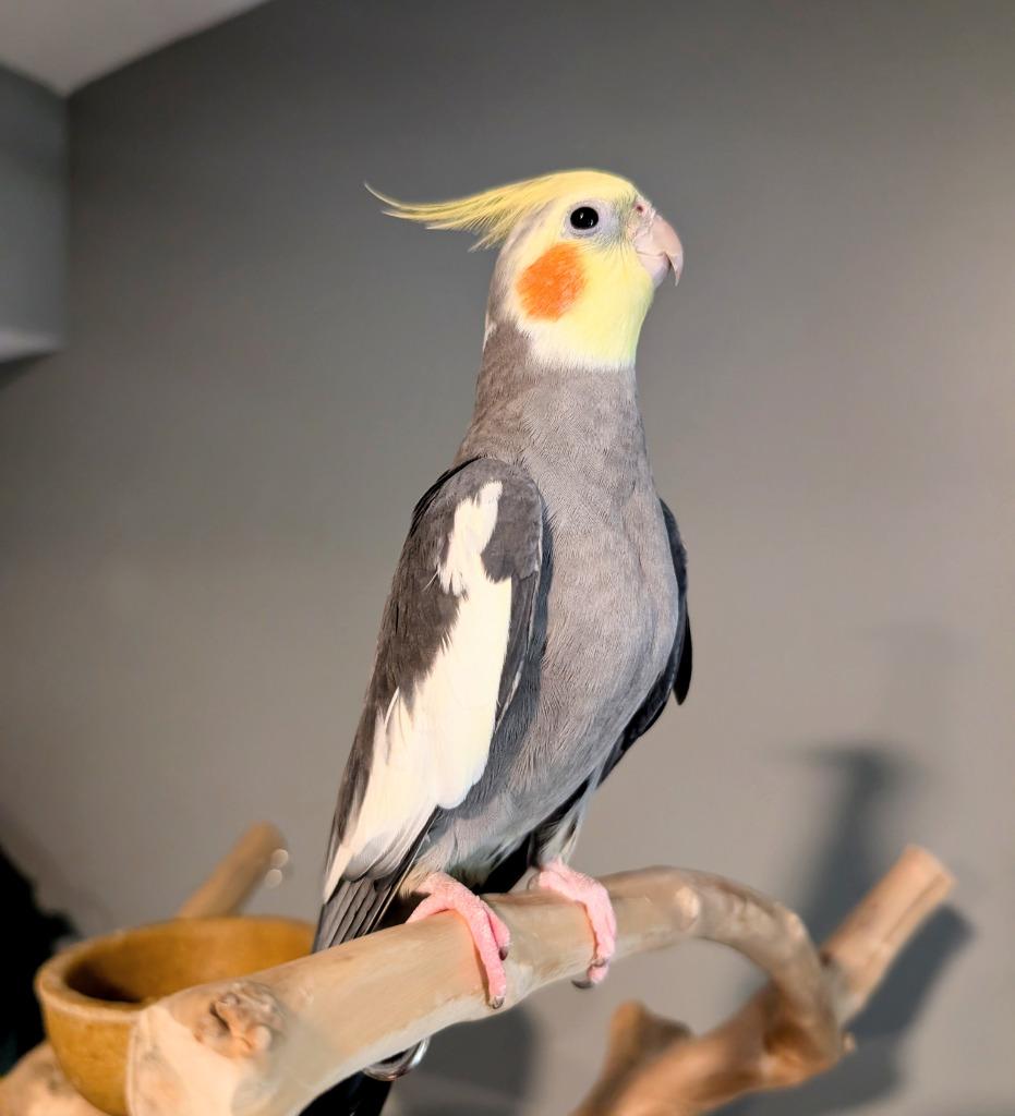 Enlarge Hawk, a Adoptable Cockatiel in Ballwin, MO image 5/6