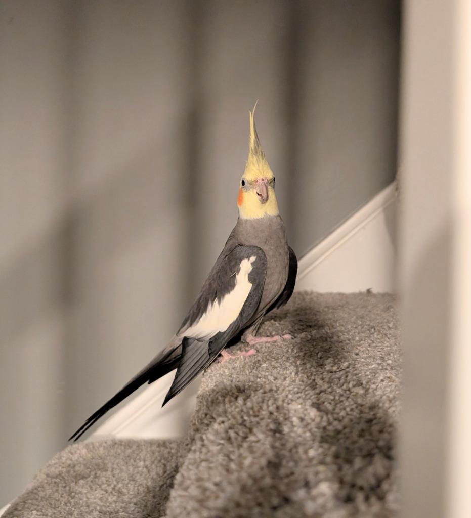 Enlarge Hawk, a Adoptable Cockatiel in Ballwin, MO image 6/6