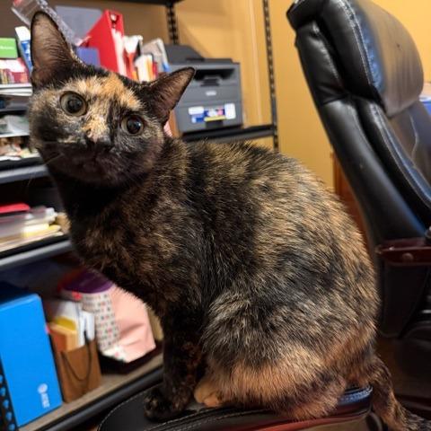 Enlarge Selena, a Adoptable Domestic Short Hair in Houston, TX image 3/4