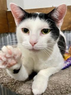 Enlarge Beatrix, a ADOPTABLE American Shorthair in Fredericksburg, OH image 1/4