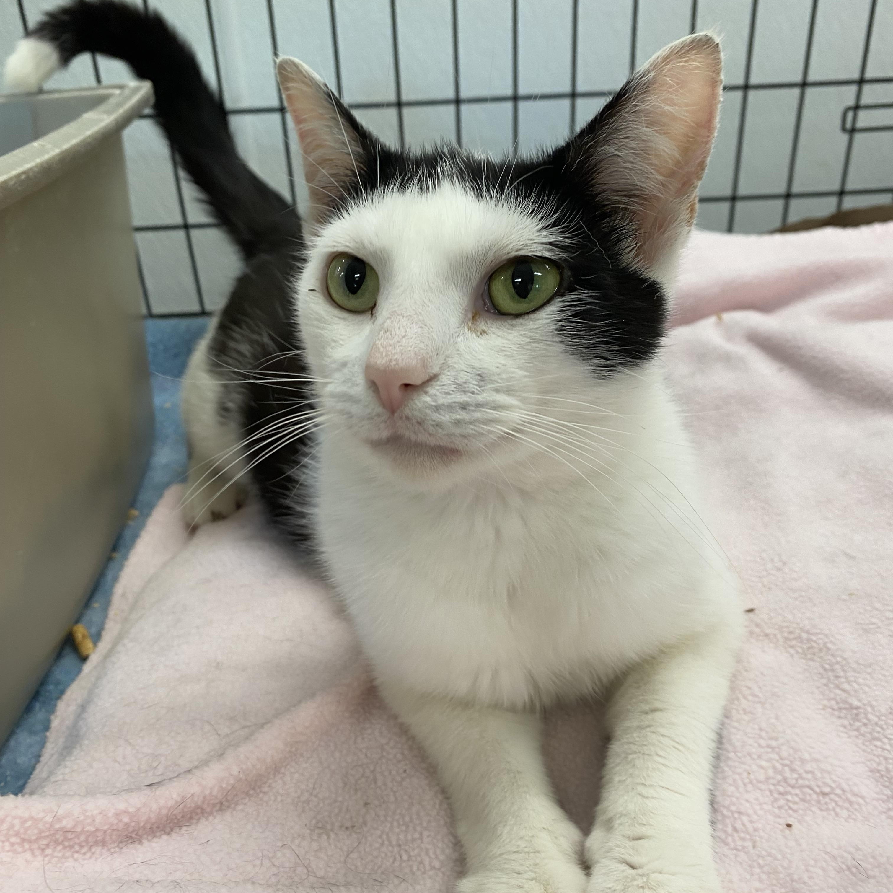 Enlarge Beatrix, a ADOPTABLE American Shorthair in Fredericksburg, OH image 2/4