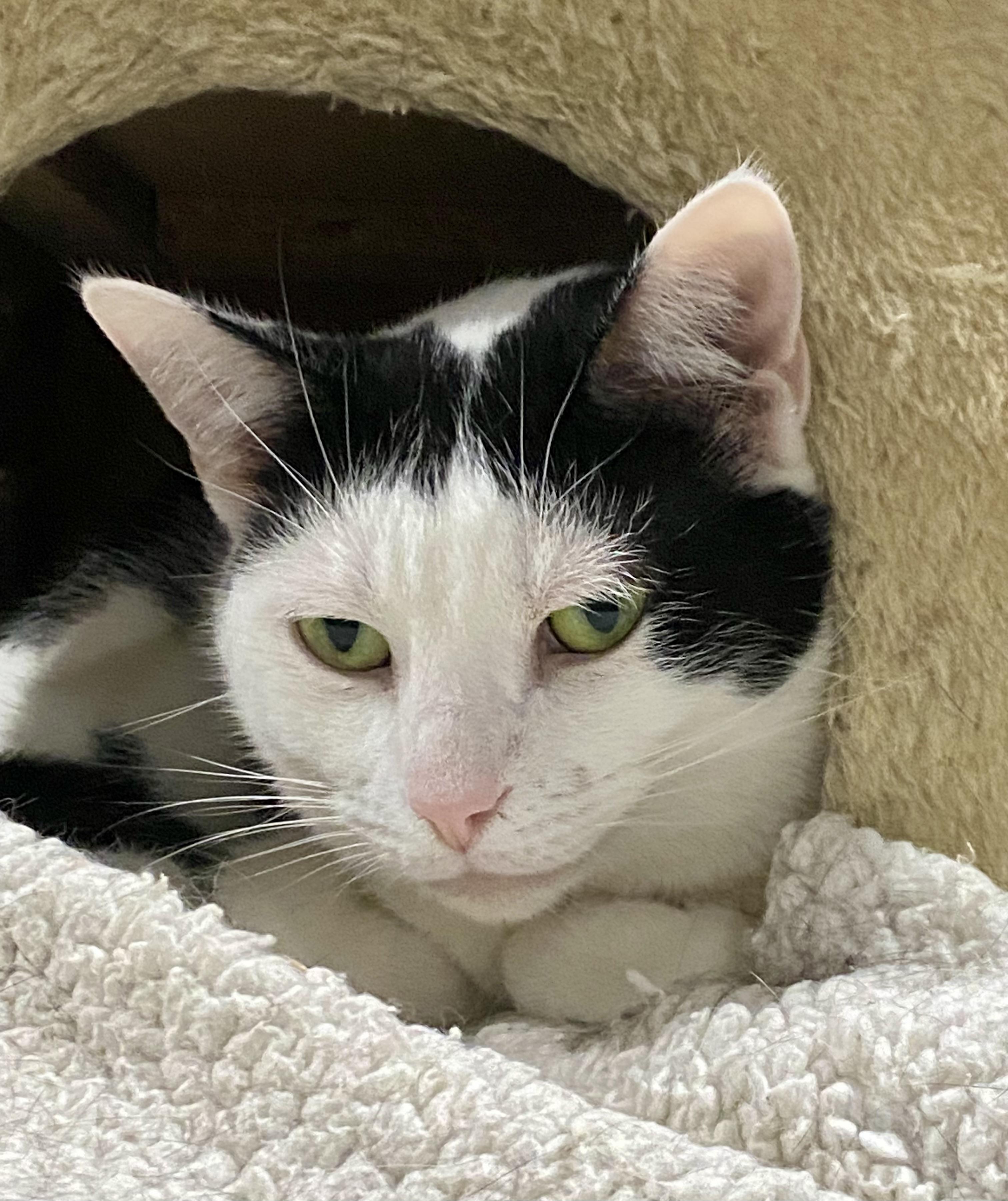 Enlarge Beatrix, a ADOPTABLE American Shorthair in Fredericksburg, OH image 4/4