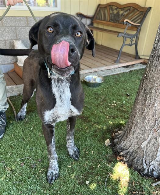 Wasabi, a ADOPTABLE mixed breed in Phoenix, OR image 6/6