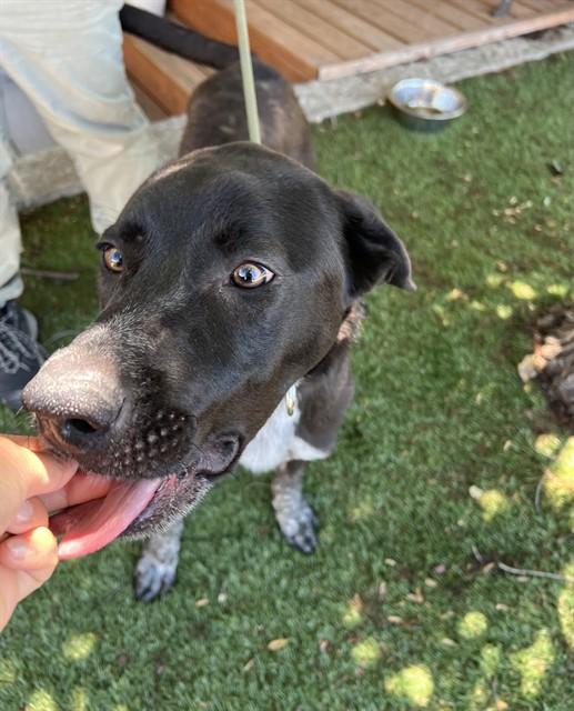 Wasabi, a ADOPTABLE mixed breed in Phoenix, OR image 4/6