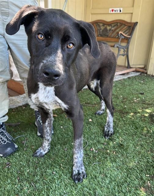 Wasabi, a ADOPTABLE mixed breed in Phoenix, OR image 3/6
