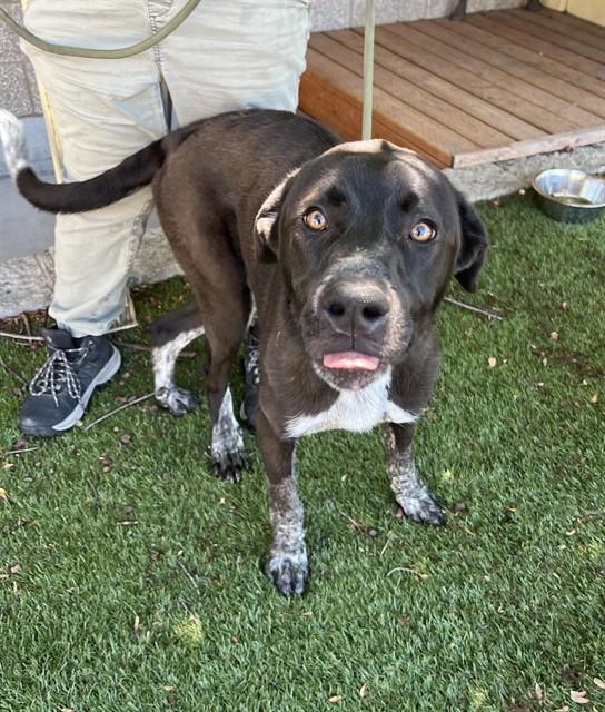 Wasabi, a ADOPTABLE mixed breed in Phoenix, OR image 5/6