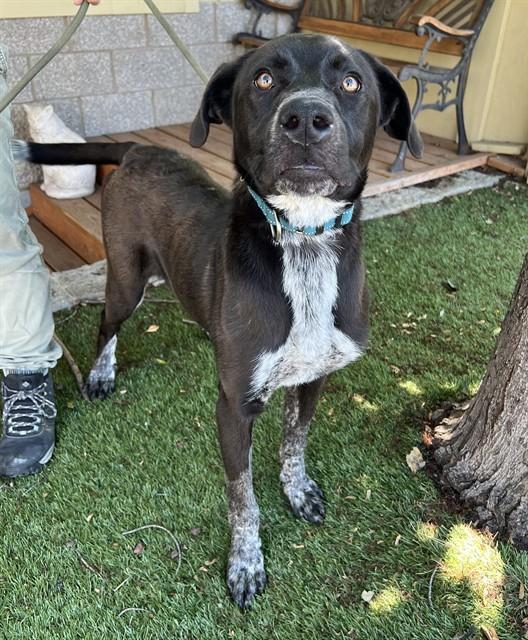 Wasabi, a ADOPTABLE mixed breed in Phoenix, OR image 1/6