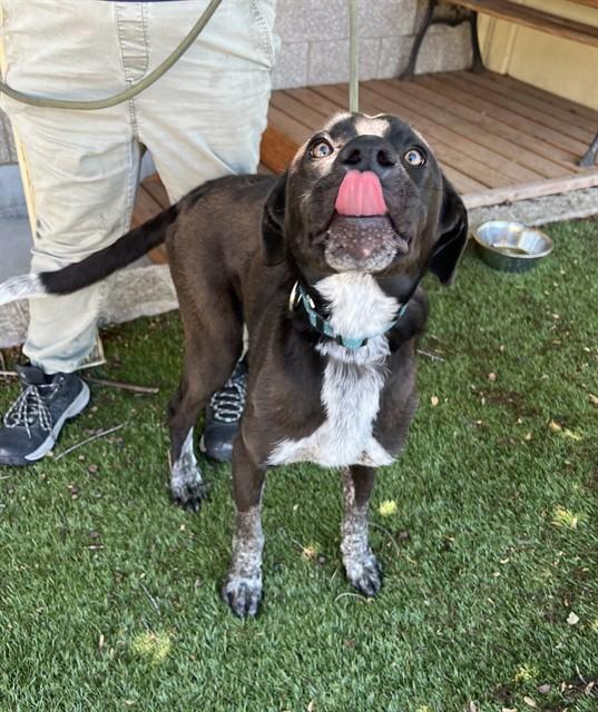 Wasabi, a ADOPTABLE mixed breed in Phoenix, OR image 2/6