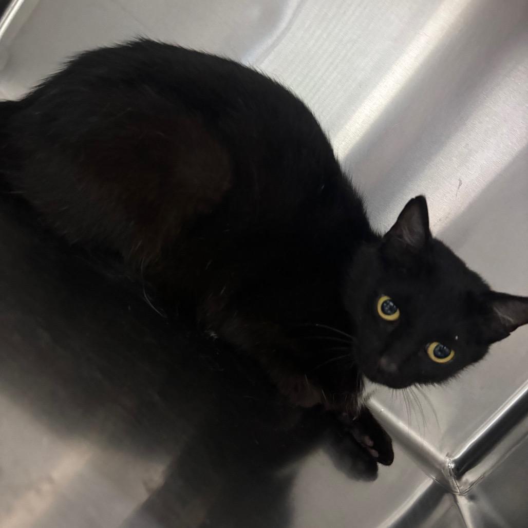 Reaper, Adoptable, Adult Female Domestic Short Hair.
