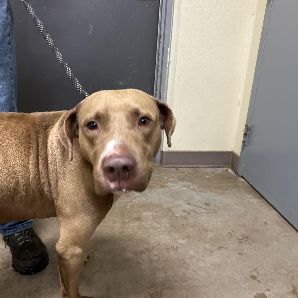 Enlarge Rico suave, a Adoptable mixed breed in Palestine, TX image 1/4