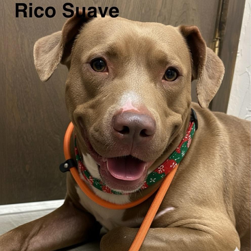Rico suave, Adoptable, Senior Male Pit Bull Terrier.