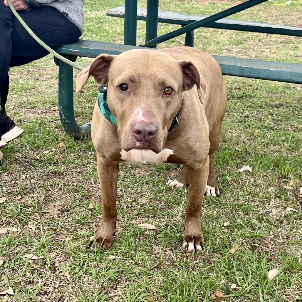 Enlarge Rico suave, a Adoptable mixed breed in Palestine, TX image 3/4