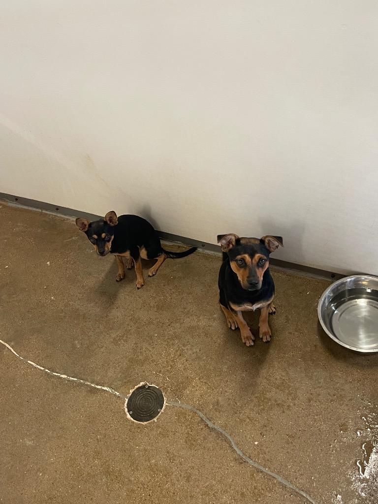 Thing 2, Adoptable, Adult Female Chihuahua & Mixed Breed.