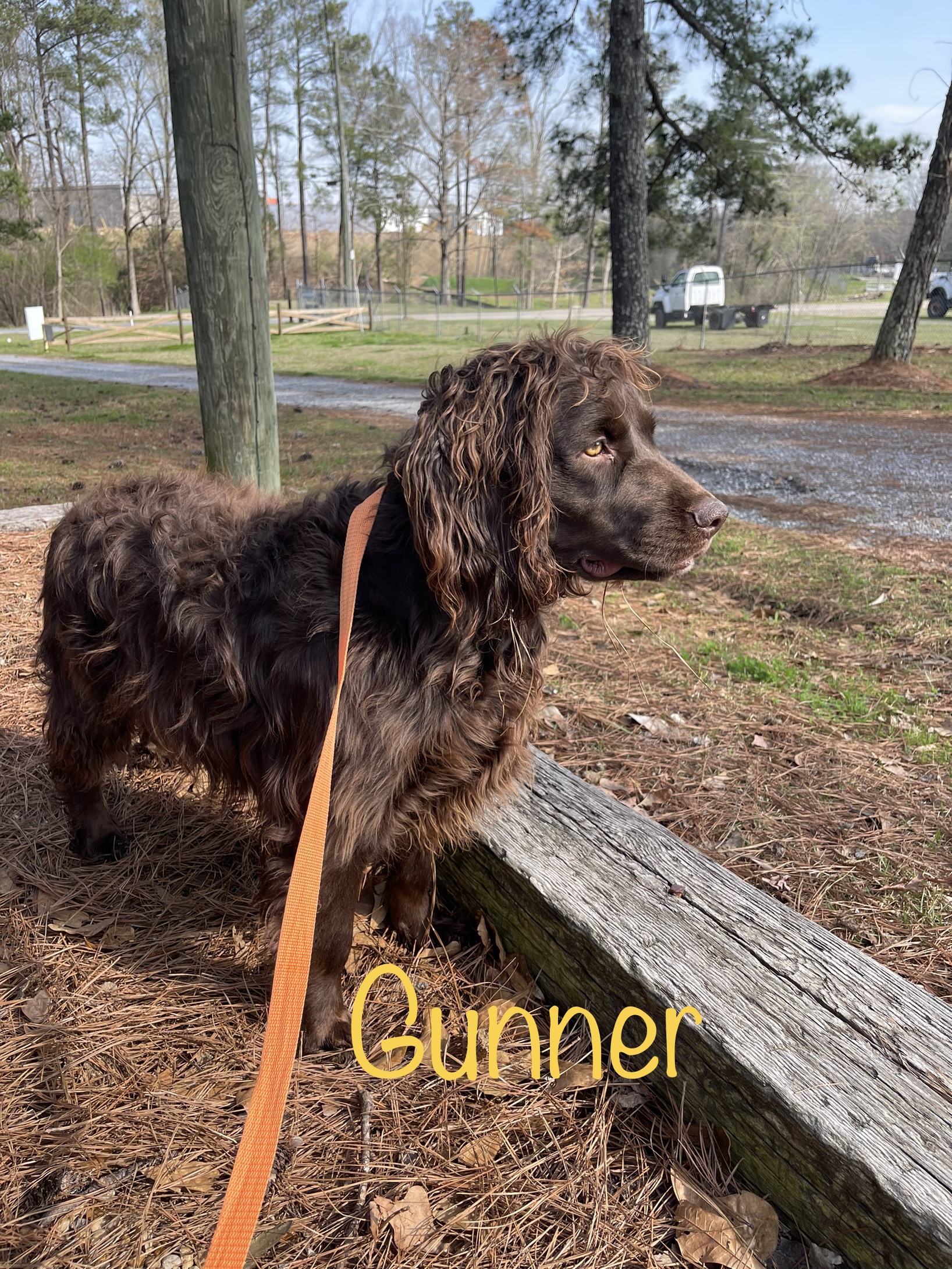 Dog for adoption Gunner, a Boykin Spaniel & English Springer Spaniel