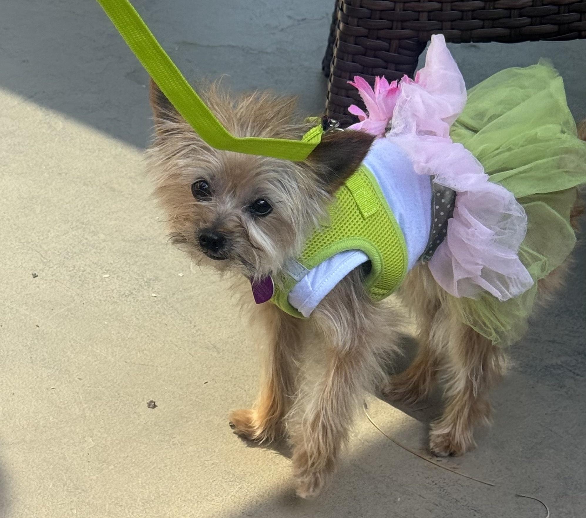 Kenadee, adopted, Adult Female Yorkshire Terrier.