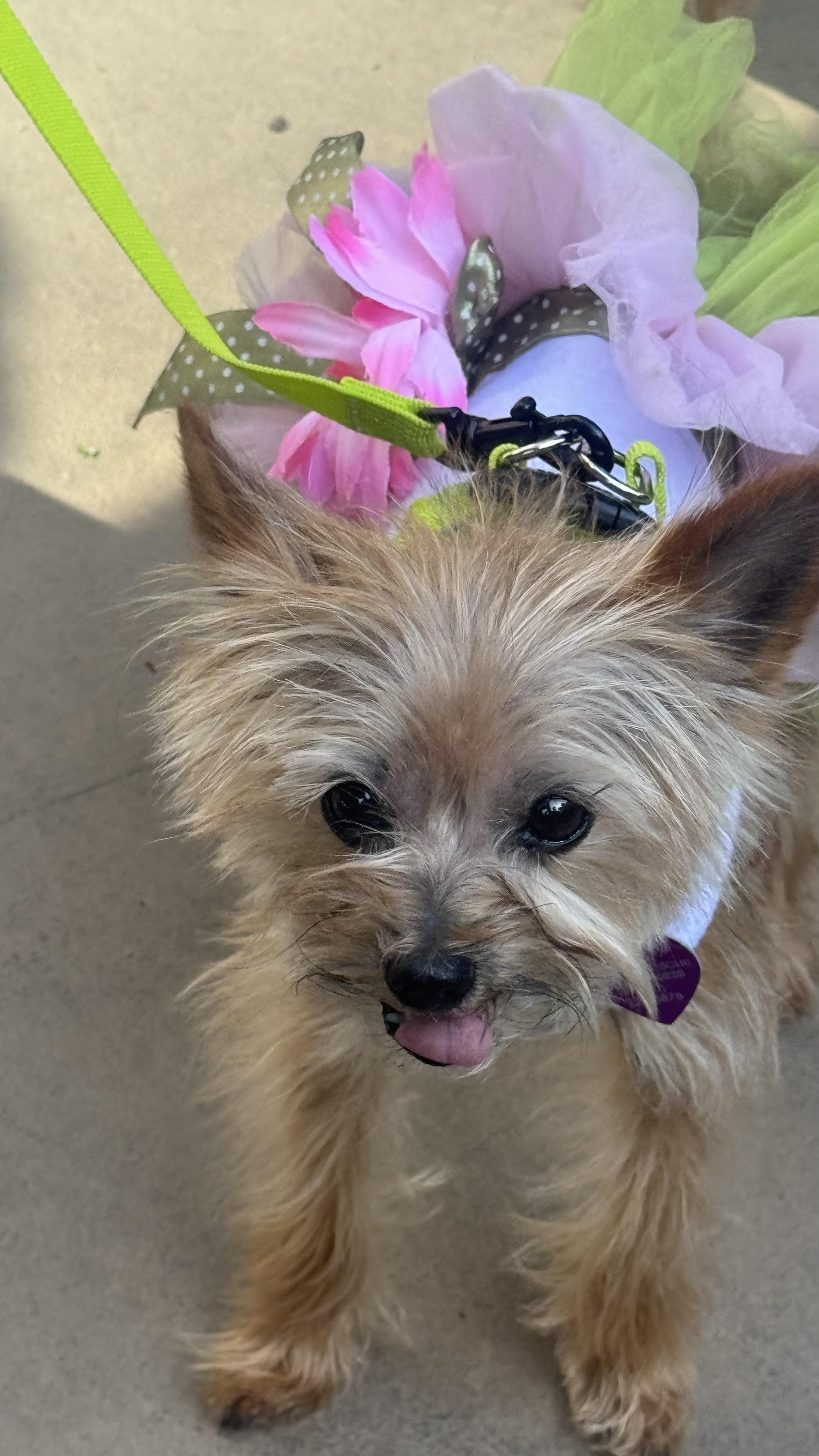 Enlarge Kenadee, an adopted Yorkshire Terrier in Covina, CA image 2/4