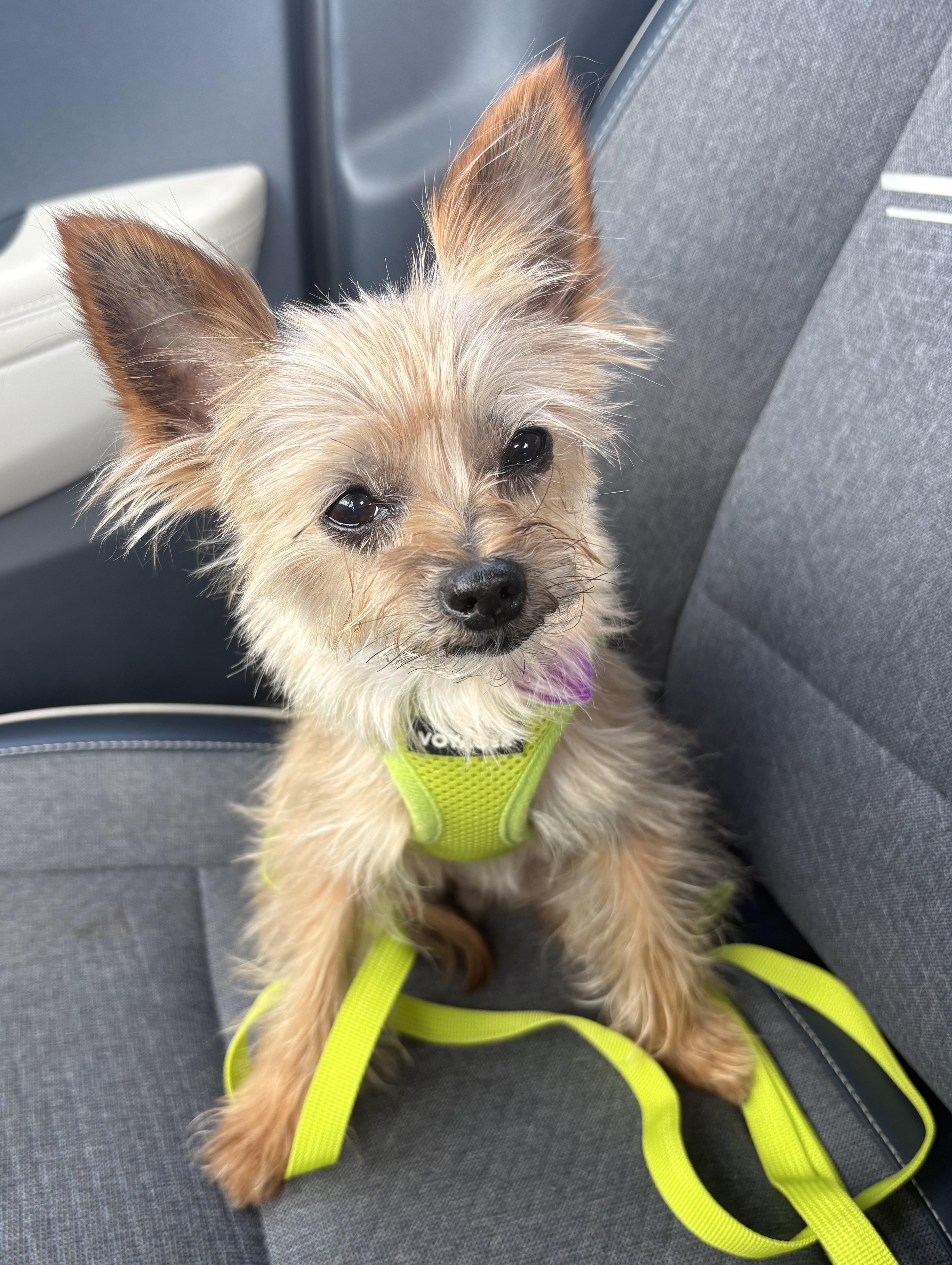 Enlarge Kenadee, an adopted Yorkshire Terrier in Covina, CA image 4/4