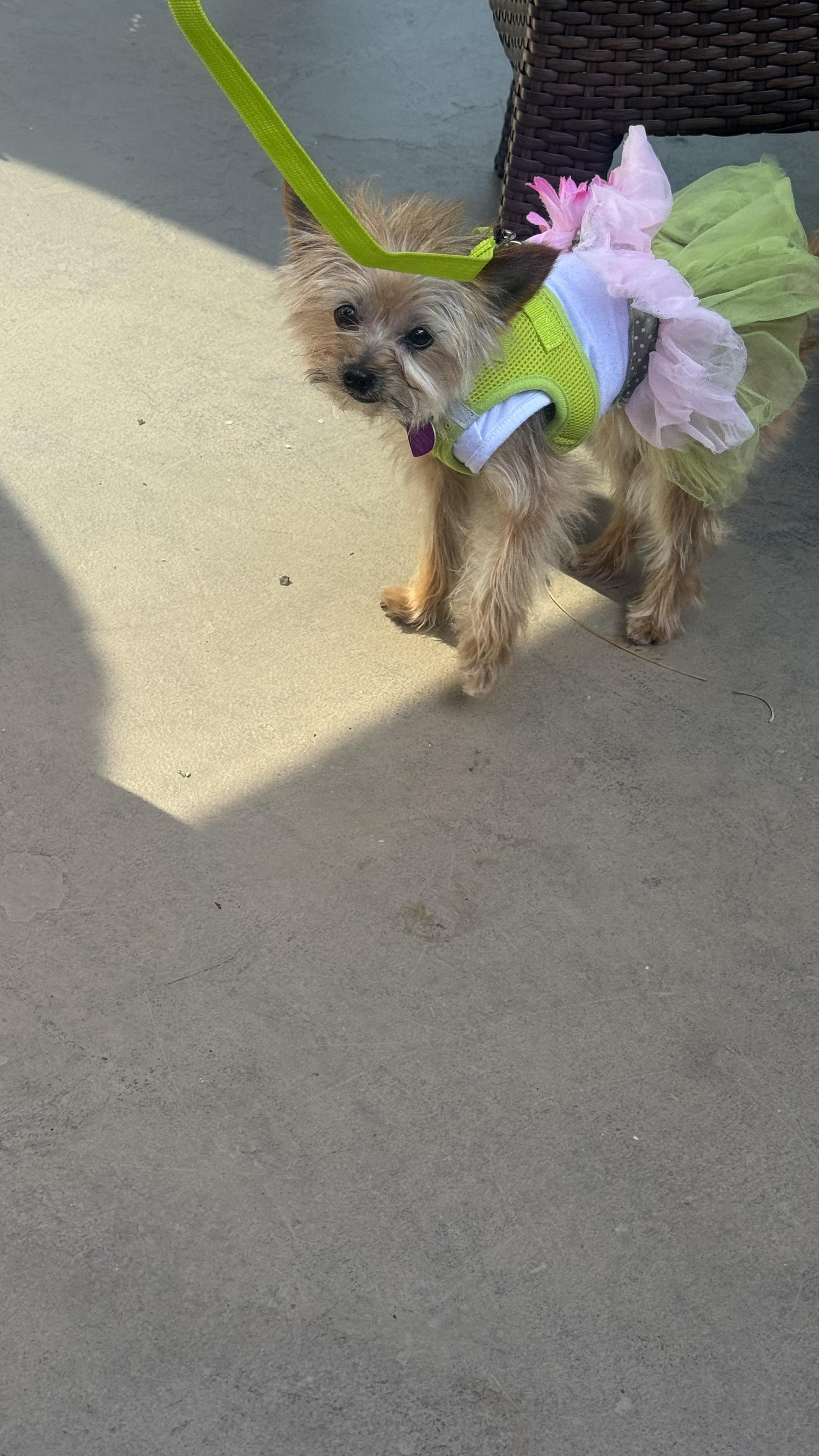 Enlarge Kenadee, an adopted Yorkshire Terrier in Covina, CA image 3/4