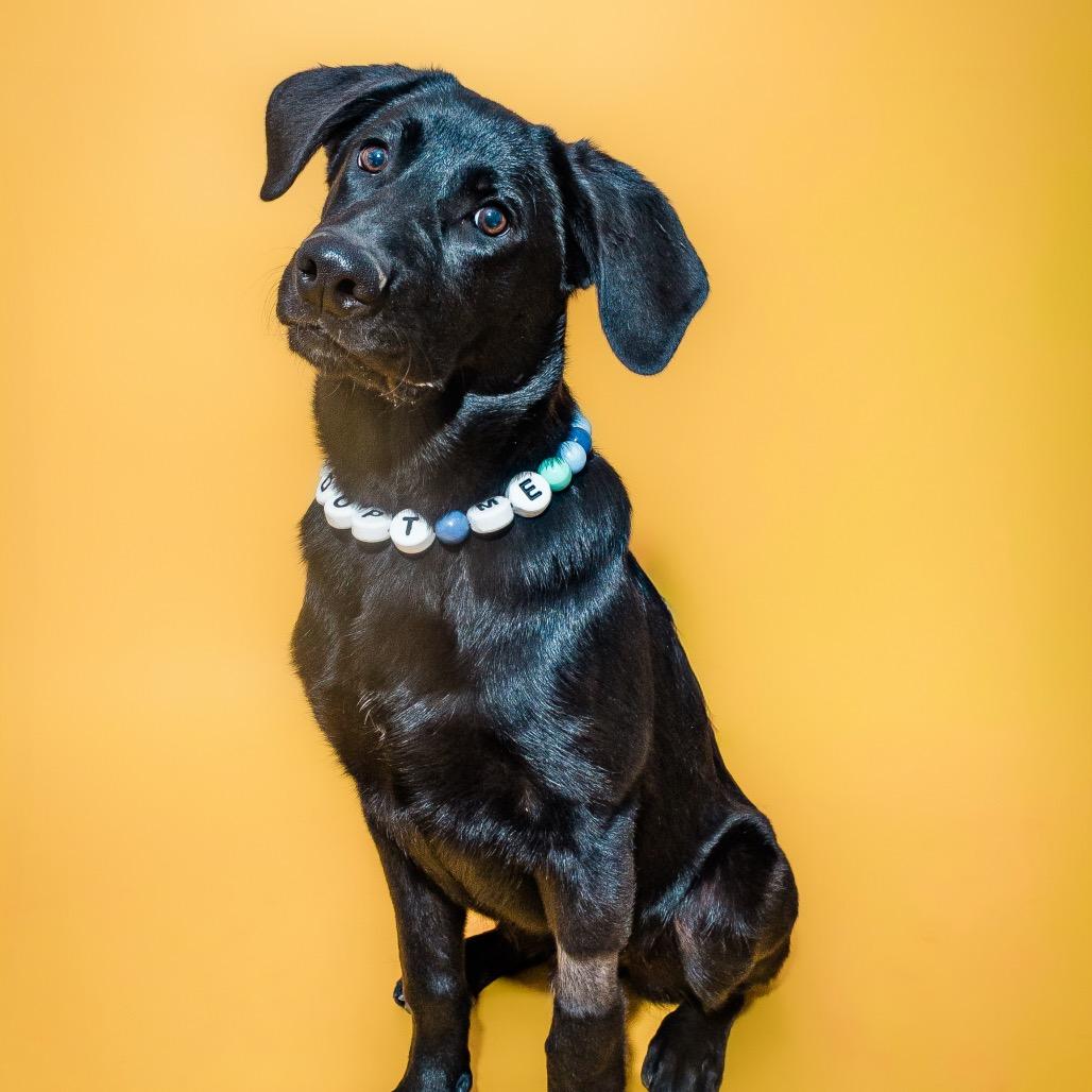 Diesel, ADOPTABLE, Puppy Male Black Labrador Retriever & German Shepherd Dog.