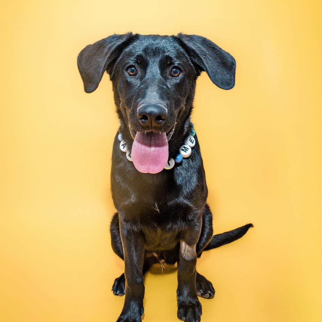 Enlarge Diesel, a ADOPTABLE mixed breed in Columbia, MO image 4/5