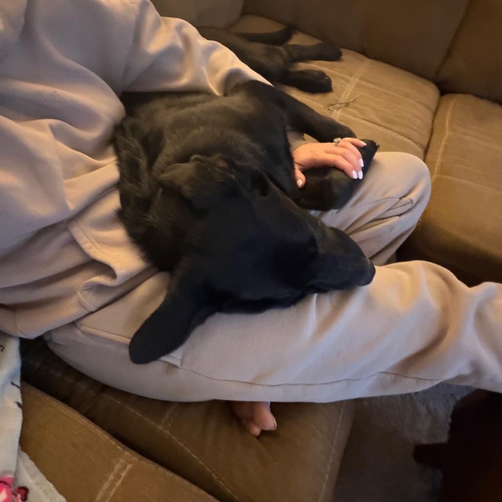 Enlarge Diesel, a ADOPTABLE mixed breed in Columbia, MO image 5/5