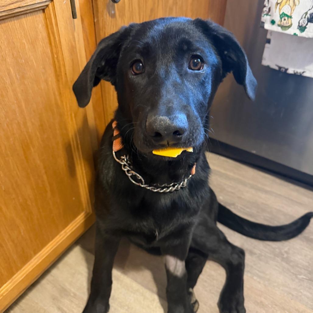 Enlarge Diesel, a ADOPTABLE mixed breed in Columbia, MO image 2/5