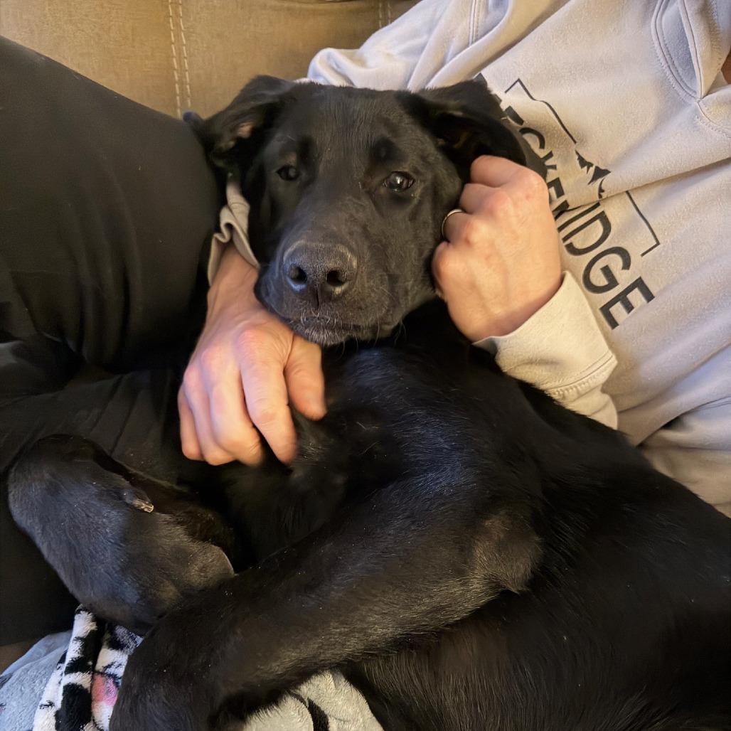 Enlarge Diesel, a ADOPTABLE mixed breed in Columbia, MO image 3/5