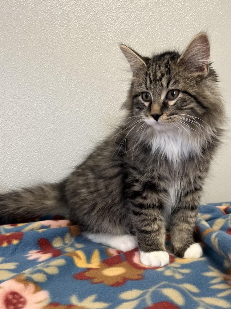 Singer Kitties : Bon Jovi, Adopted, Kitten Male Domestic Short Hair.