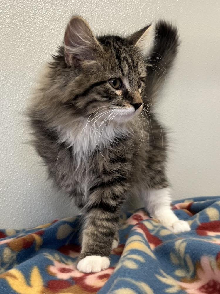 Enlarge Singer Kitties : Bon Jovi, a Adopted Domestic Short Hair in Osgood, IN image 2/3