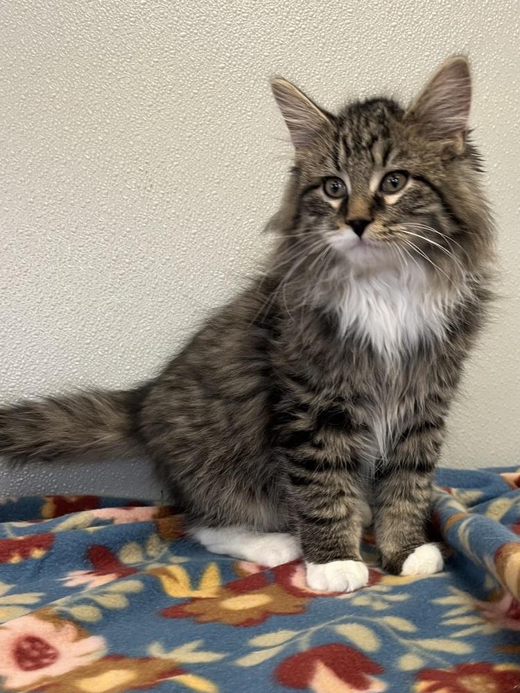 Enlarge Singer Kitties : Bon Jovi, a Adopted Domestic Short Hair in Osgood, IN image 3/3