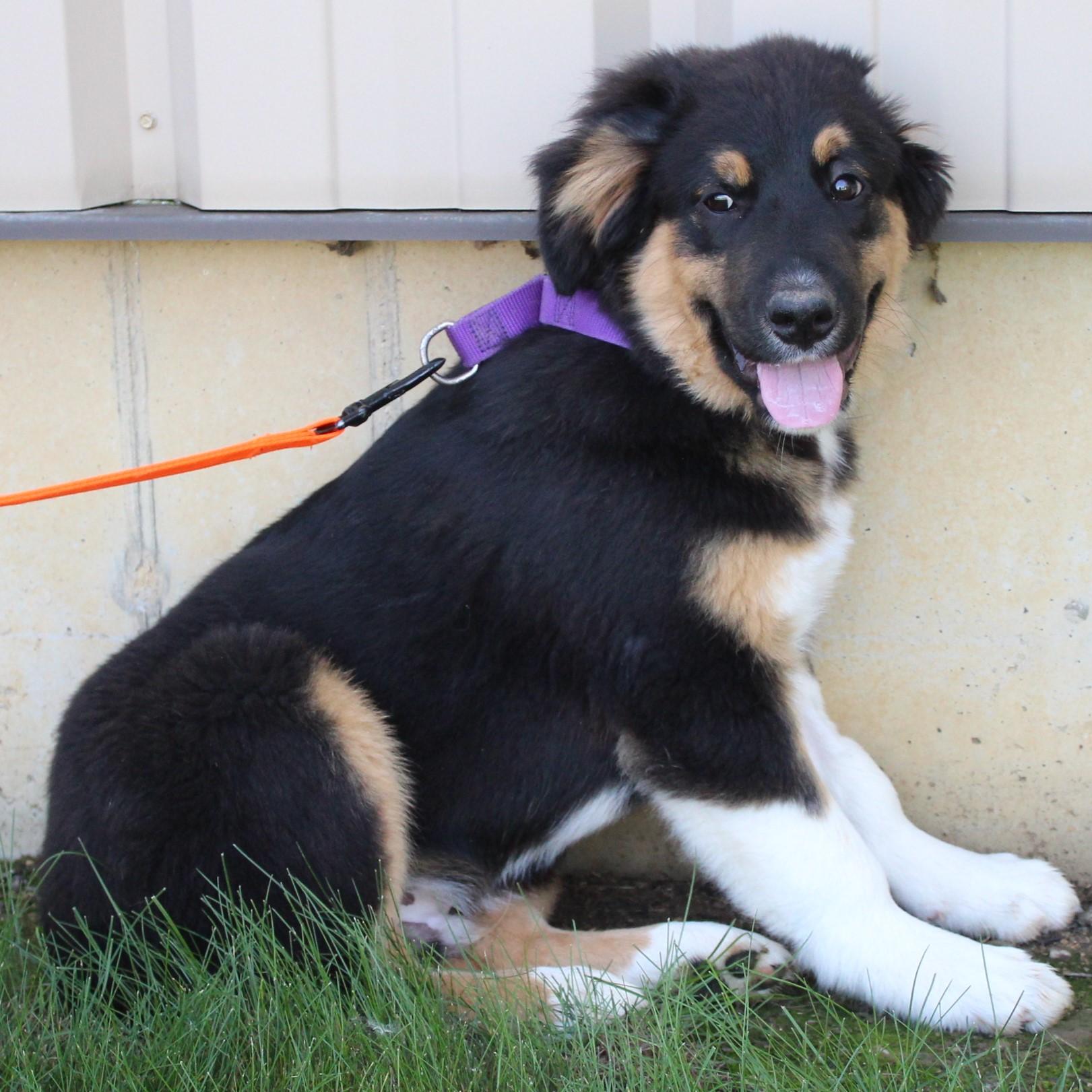 Enlarge Kason, an adopted mixed breed in Eaton, OH image 2/6