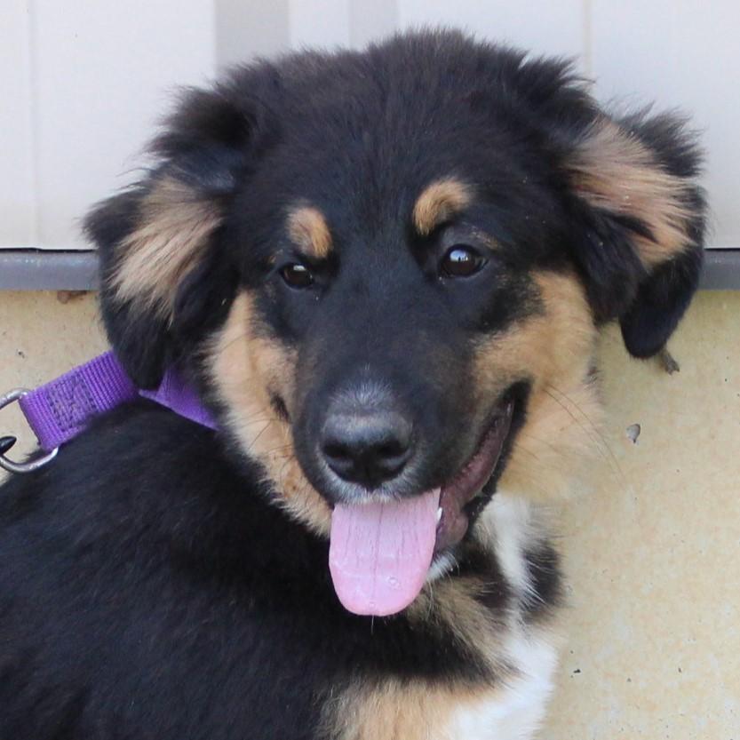 Enlarge Kason, an adopted mixed breed in Eaton, OH image 4/6
