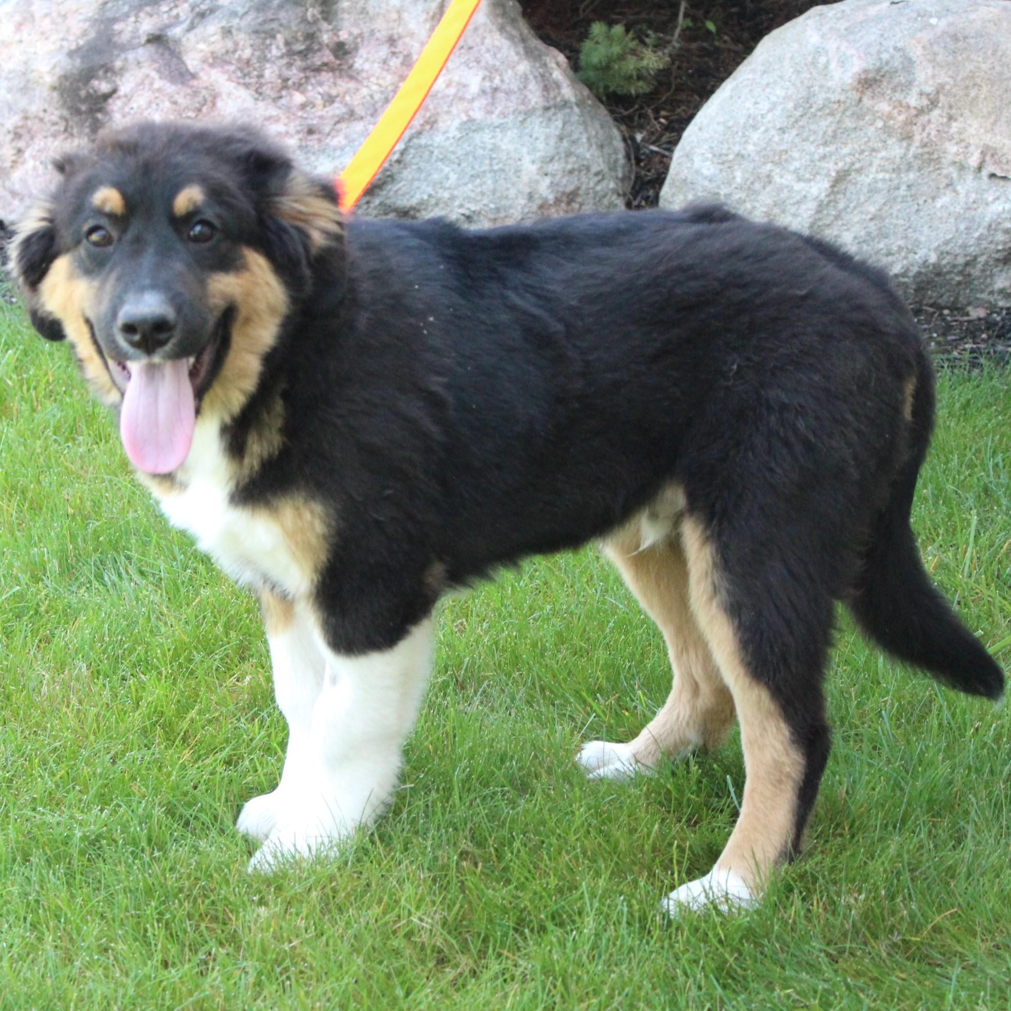 Enlarge Kason, an adopted mixed breed in Eaton, OH image 3/6